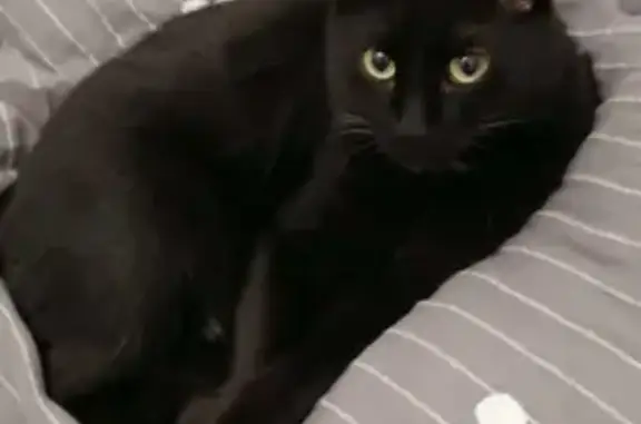 Кошки потеряшки, Казань, фото: Потеряшка кот Чёрный с белыми пятнышками на улице Правды, 19/10, Казань.