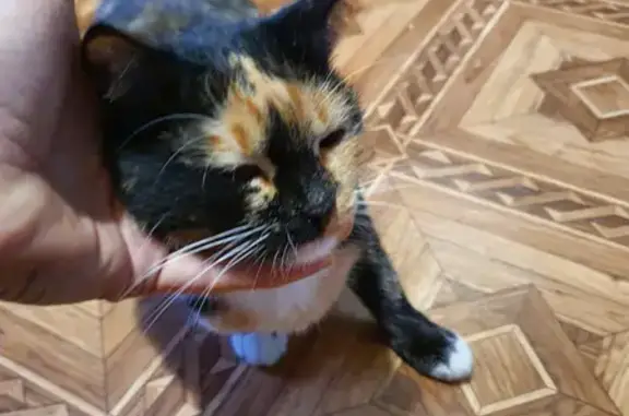 Найдена кошка с ошейником на пр. Строителей 5 в Смоленске