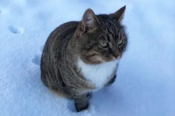 Объявления о пропавших и найденных животных, Загряжское, фото: Пропала кошка в Орлово-Mишино-Загряжское, Ковардицкое сельское поселение.