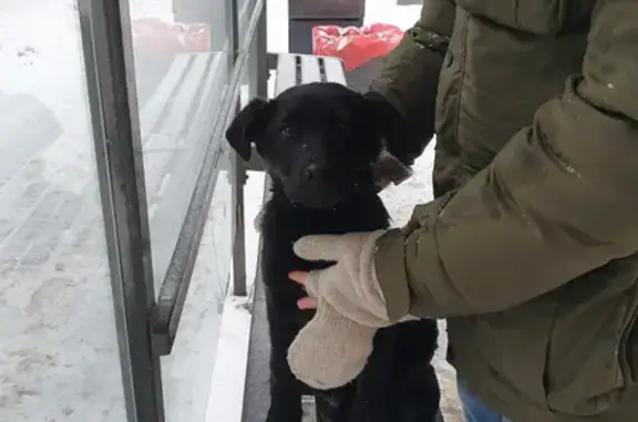 Найдена собака на Большом Сампсониевском проспекте