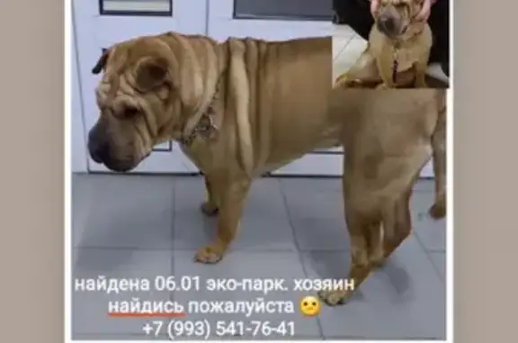Найдена собака на Барнаульской, Тюмень.