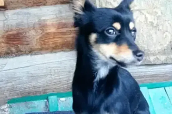 Найдена дружелюбная собака в Тургояке, ищем хозяев