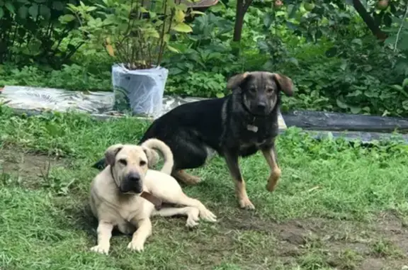 Пропали 2 собаки в СНТ Дачное, Апрелевка