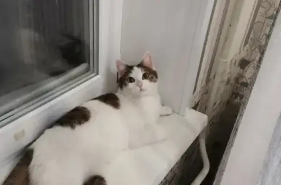 Найдена кошка на Рассветной, Новосибирск