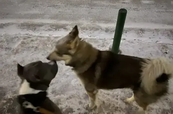 Собака лайка найдена на Комсомольском проспекте, 20 в Томске