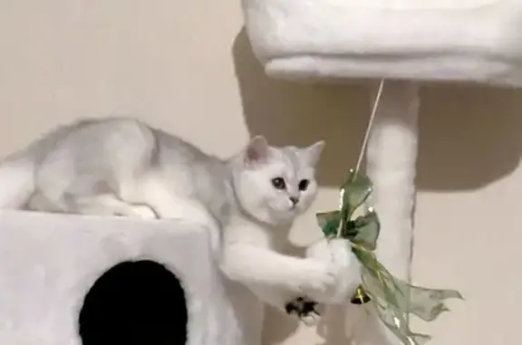 Потерянные животные Смоленск, фото: Пропала британская кошка, адрес: Хлебозаводской переулок, 13