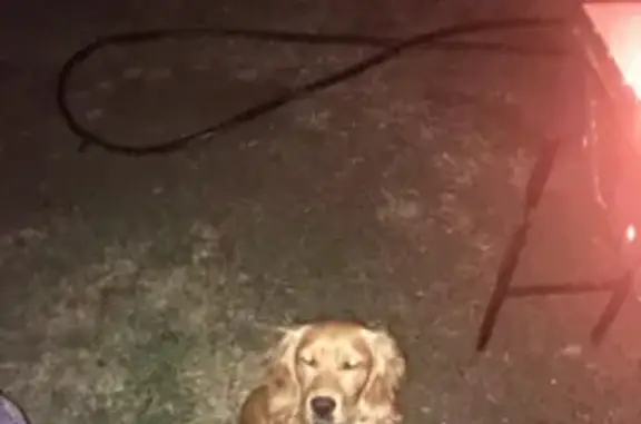 Пропала собака на Нежинском шоссе в Оренбурге.