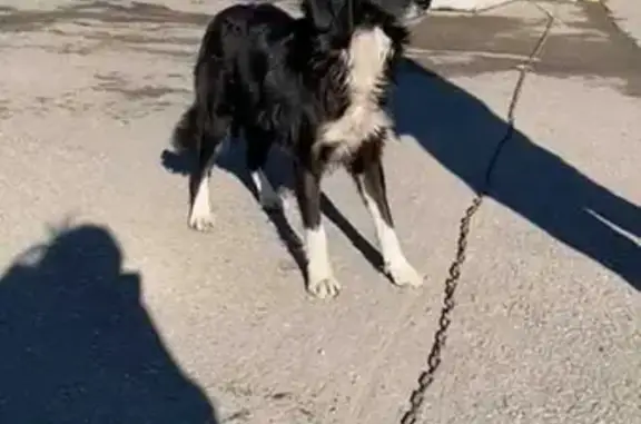 Пропала собака на заправке Роснефть в Кисловодске