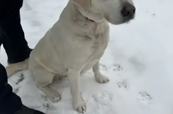 Собака Лабрадор найдена в Боровичах (Новгородская область)