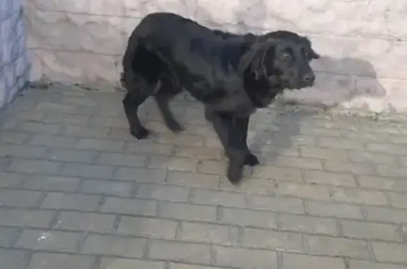 Найдена собака на перекрестке Красной площади