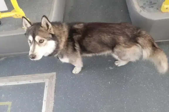 Найдена собака в Омске: похожа на хаски, с короткими лапами, в ошейнике.