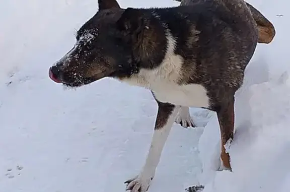 Найдена собака в Кусинском сельском поселении, Ленобласть