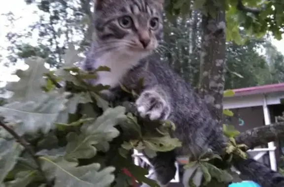 Кошки потеряшки, Санкт-Петербург, фото: Потеряшка серый кот Филя, ул. Партизана Германа 45, СПб