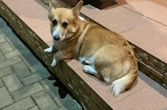 Пропала собака Корги на Ереванской улице, Весёлое