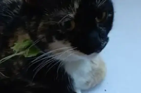 Кошки потеряшки, Санкт-Петербург, фото: Потеряшка кошка на Лахтинском проспекте, награда