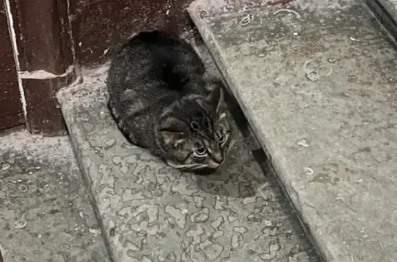 Найден домашний кот на ул. Маяковского, 36