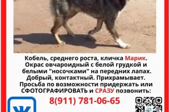 Собаки потеряшки, Санкт-Петербург, фото: Потеряшка собака Марик, вознаграждение!