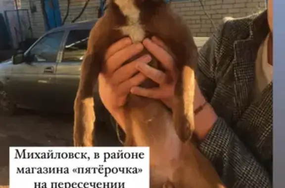 Найдена меднобелая собачка на ул. Гагарина, Ставропольский край