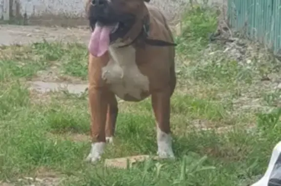 Пропала собака Жорик на улице Мира, 136А