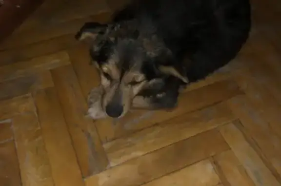 Найдена собака: Каширское шоссе, д.36, Москва