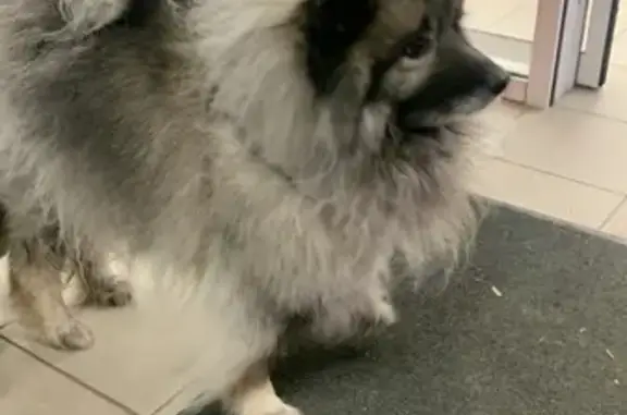 Найдена собака, Волгоград, фото: Найдена собака в центре Волгограда, ищут хозяина