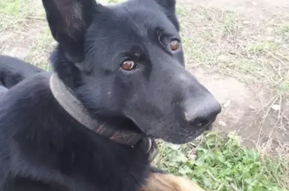 Пропала собака Овчарка на ул. Ленина, 246 в Белореченске