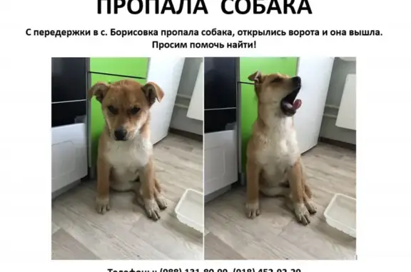 Пропала собака на Суворова, 2А, Борисовка