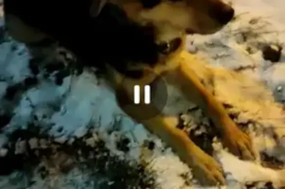 Найдена собака в районе нефтебазы, ищем хозяина