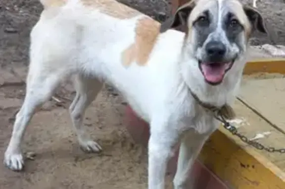Пропала собака в Тамбове: Бадди, белый с рыжими пятнами, район 9 школы. Позвоните, если найдете 89158841389.