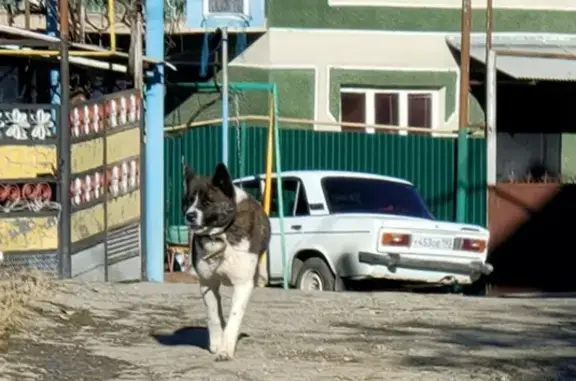 Найдена собака в Верхнем Юрте, Краснодарский край