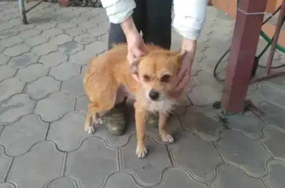 Найдена собака на ул. Демченко, 89, Краснодар.