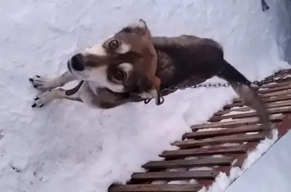 Пропала собака Рикки в Новосибирске