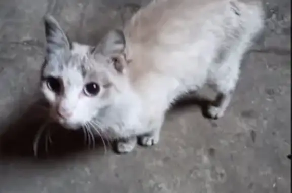 Ухоженная кошка найдена в Канске