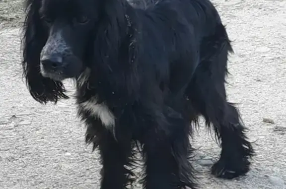 Собака найдена на ул. 70 лет Октября, 5, Динская