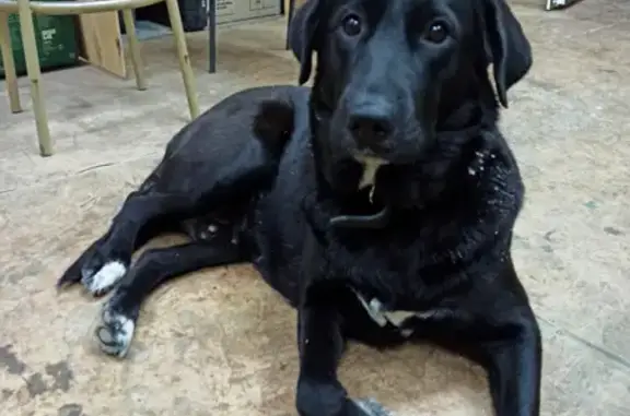 Собака найдена на 2-й Старо-Аракчинской, 10Б в Казани