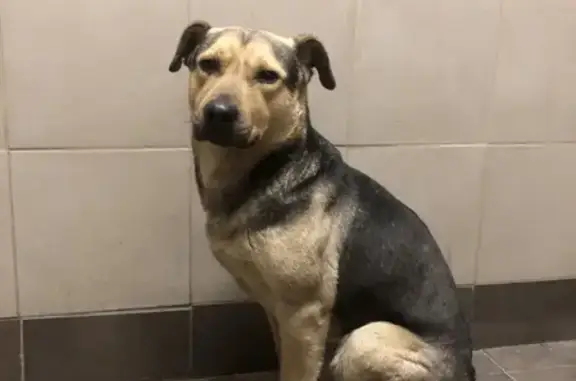 Найдена собака на Международной, 19 в Москве