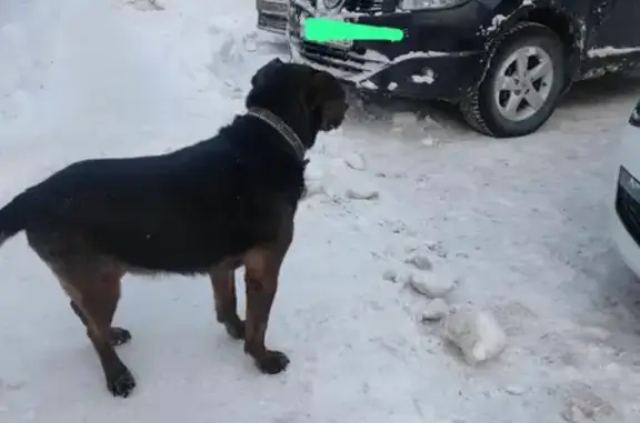 Найдена домашняя собака на улице Батырская, Уфа