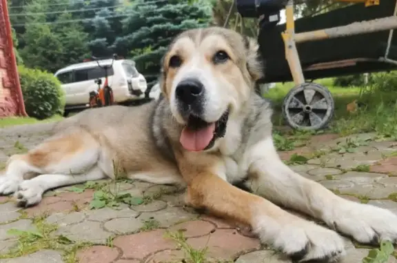 Пропала собака Ханна в Мытищинском районе, Московская область