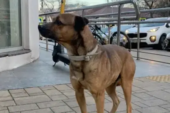 Собака найдена на улице Карла Маркса, 23 в Новороссийске.