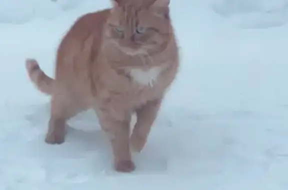 Пропала рыжая кошка на Леушинской, 15, Оренбург