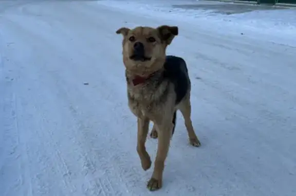 Найдена собака в Абакане с кожаным ошейником