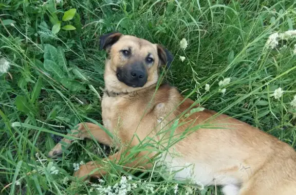 Пропала собака на Казанской улице, район магазина Калинка