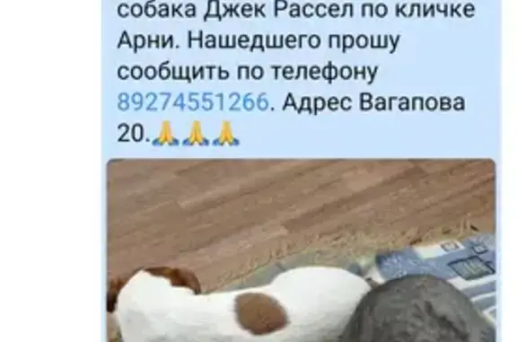 Пропала собака на Вагапова, 46 в Бавлах