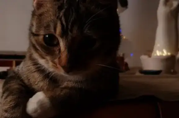 Кошки потеряшки, Санкт-Петербург, фото: Потеряшка кошка на Юрия Гагарина, 48 к1, СПб