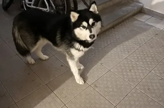 Найдена собака на ул. Баки Урманче, 5 в Казани