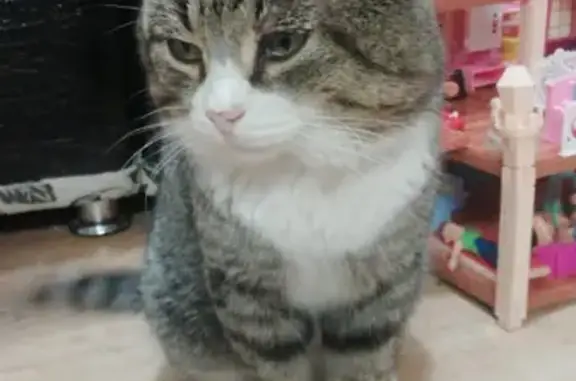 Найдена домашняя кошка на ул. Самарцева, 30 в Тюмени
