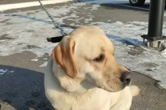 Собака найдена на Ленинградской, 9 в Хабаровске.