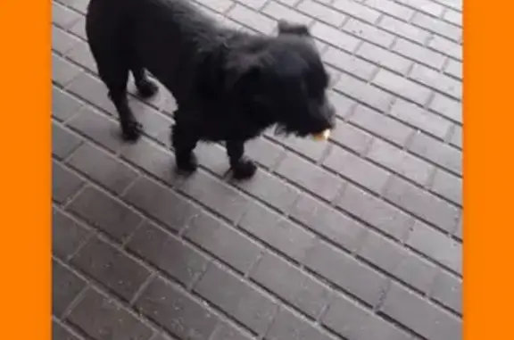 Пропала собака Чарли в Гурьевске на Калининградском шоссе