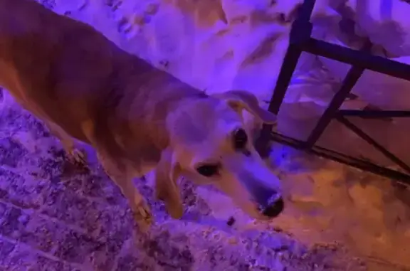 Найдена замерзшая собака на Пушкинской, нужен уход