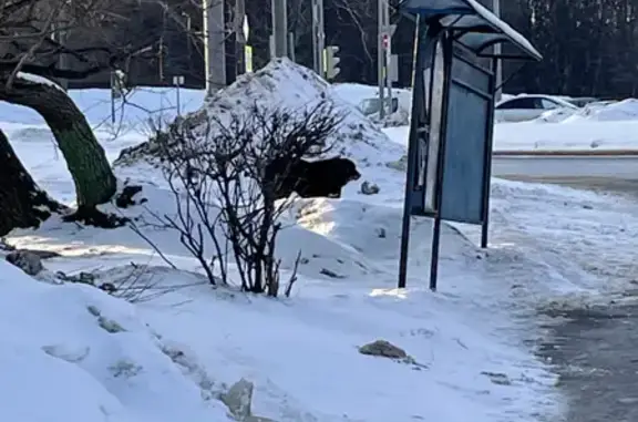 Большая чёрная собака на Пересечении Обручева и Севастопольского проспекта